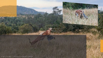 Momen Memilukan saat Impala Melolong dan Merintih, Leopard Raja Penyamaran Padang Rumput yang Mengerikan: Menyerang Tiba-Tiba