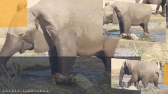 Gajah Ngamuk Bikin Buaya Terkapar dengan Punggung Remuk, Video Kebrutalan 20 Juta Kali Ditonton