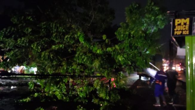 Tenang! Pohon Besar yang Tumbang Akibat Angin Kencang Sudah Dievakuasi BPBD Kota Pekanbaru