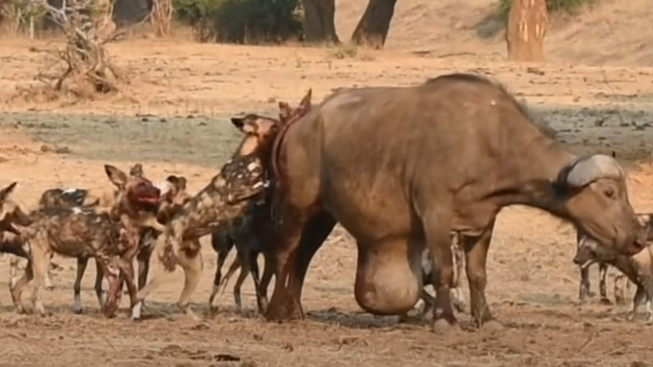 VIDEO MENGERIKAN! Cara Anjing Liar Tumbangkan Kerbau yang Baru Melahirkan, Dalam Hitungan Jam Hanya Tersisa Tulang