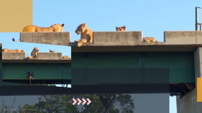 VIDEO LUCU DAN MENEGANGKAN! Cara Monyet yang Terjebak antara Hidup dan Mati dari Kejaran Kawanan Singa Kambula, yeh Malah Ngeledek