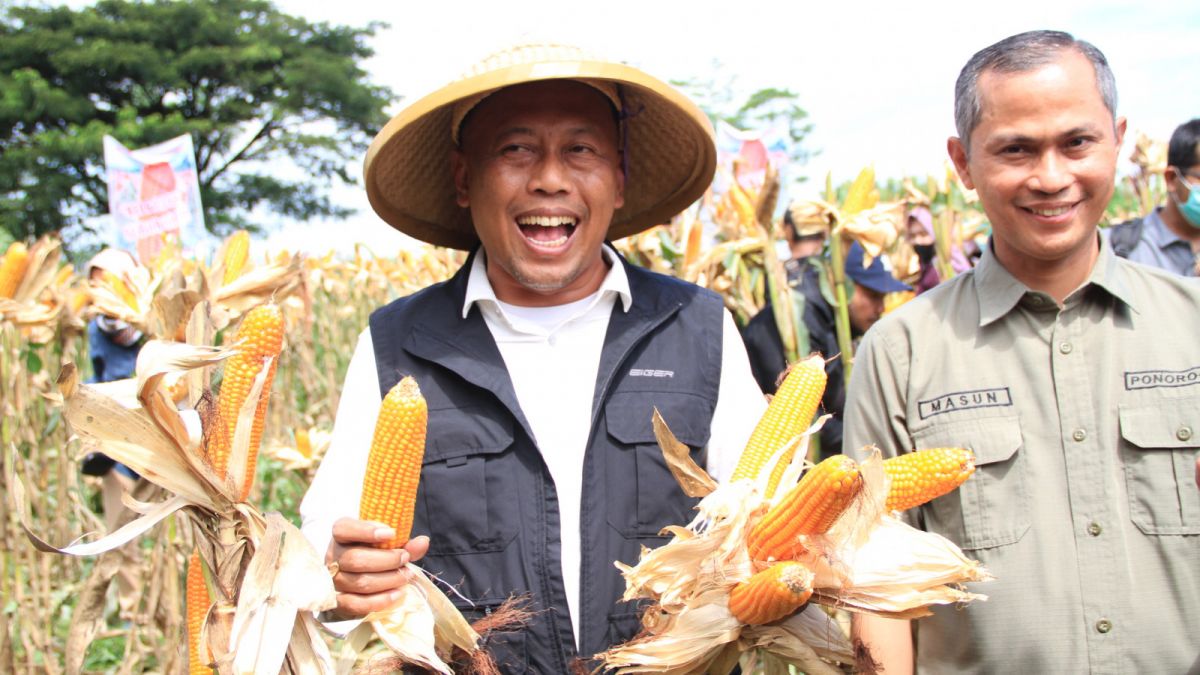 Bupati Ponorogo ikut memanen jagung varietes Reog 234 [ponorogo.suara.com/dedi.s]