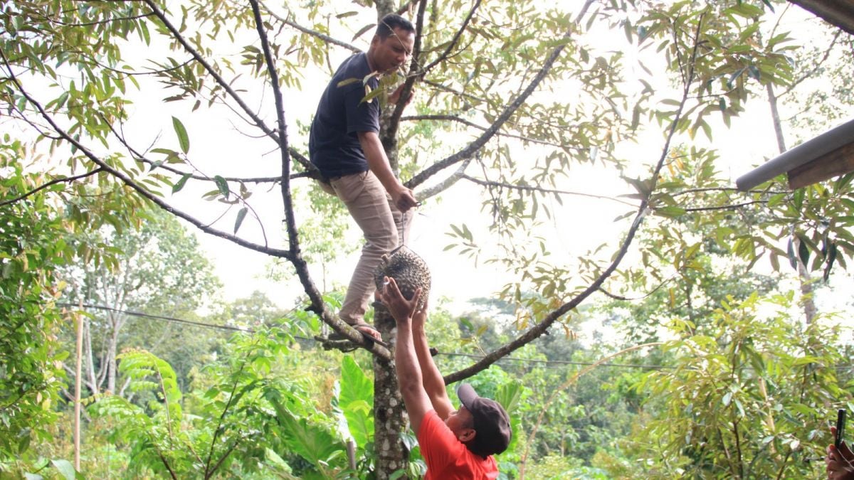 pembeli memetik durian sendiri dari pohon [ponorogo.suara.com/dedi.s]