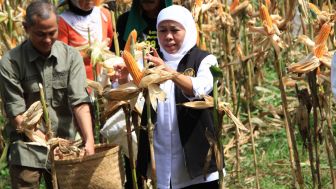 Luar Biasa, Ponorogo Panen Jagung Hasil Penelitian Sendiri
