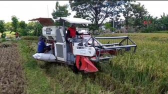 Panen Raya Tiba, Harga Gabah Kering di Ponorogo Tembus Rp.6200/kg