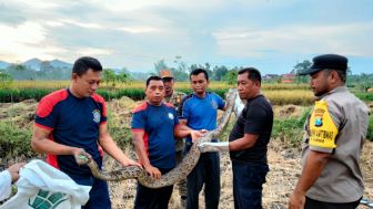 Warga Ponorogo Syok! Ular Piton Berukuran Besar Ditemukan di Tengah Panen Padi