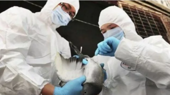 Breaking News! DKPP Kota Madiun Siaga Pantau Kesehatan Ternak Unggas, Ancamannya? Flu Burung!
