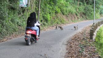 Diduga lapar, Ratusan Monyet Liar Turun ke Perkampungan di Ngebel, Ponorogo, Jawa Timur