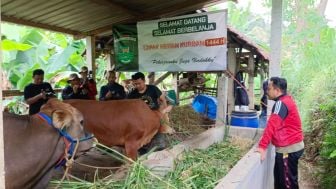 Peternak di Ponorogo Berikan Perlakuan Khusus untuk Mempersiapkan Sapi Qurban