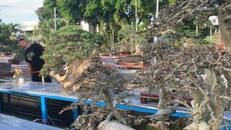 Bonsai: Keajaiban Kecil yang Mendukung Kesehatan dan Ketenangan Anda