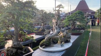 Grebeg Suro 2023: Pameran dan Lomba Bonsai Memukau di Ponorogo, Hadirkan Bonsai-Bonsai Mewah Bernilai Ratusan Juta Rupiah