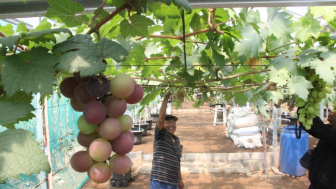 Viral! Warga Ponorogo Membangun Kebun Anggur Untuk Edukasi Remaja