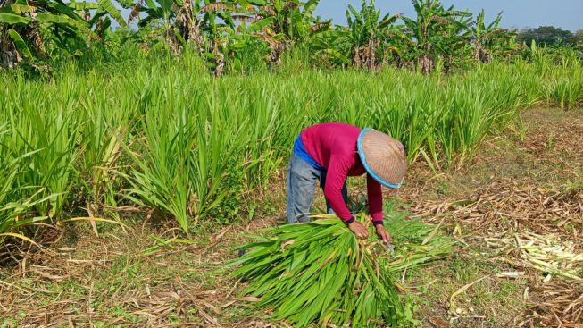 Petani Rumput Gajah Ponorogo Raih Berkah Jelang Idul Adha