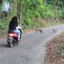 Diduga lapar, Ratusan Monyet Liar Turun ke Perkampungan di Ngebel, Ponorogo, Jawa Timur