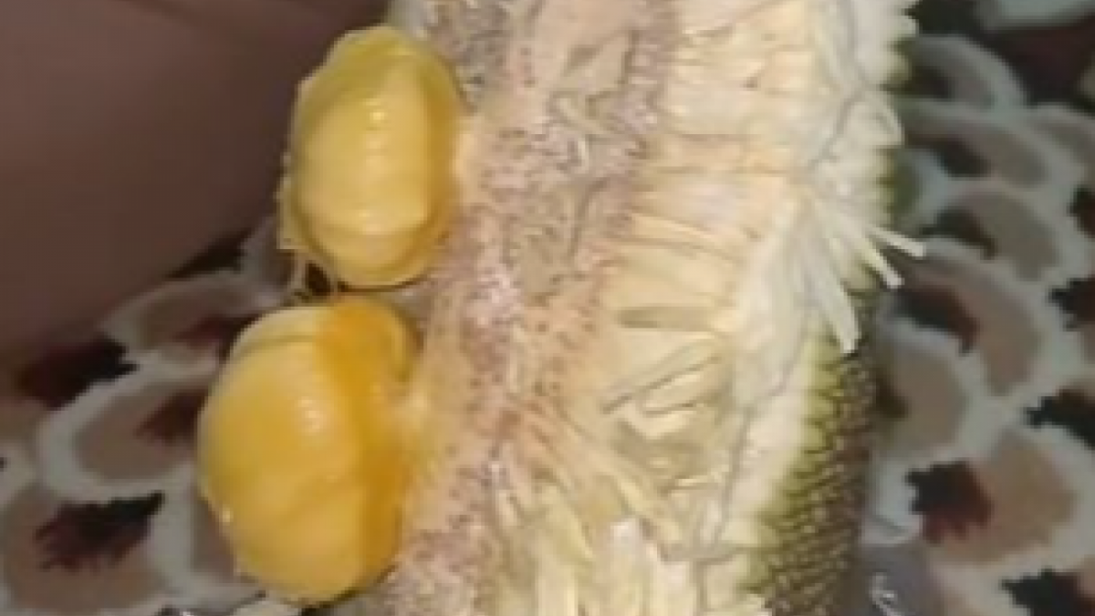 Screenshot_71 [Pas dibuka isi buah nangkanya hanya dua biji. (TikTok/ intanayusnt)]