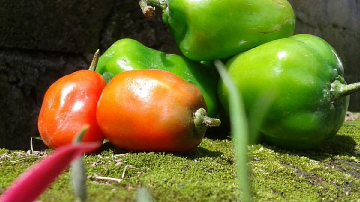 Cabai Gendol [Flickr.com]