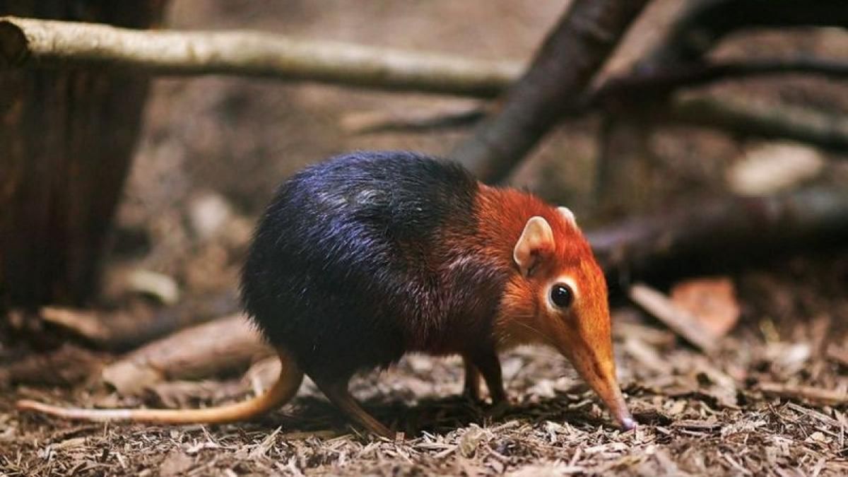 Tikus gajah [Wikipedia.org]