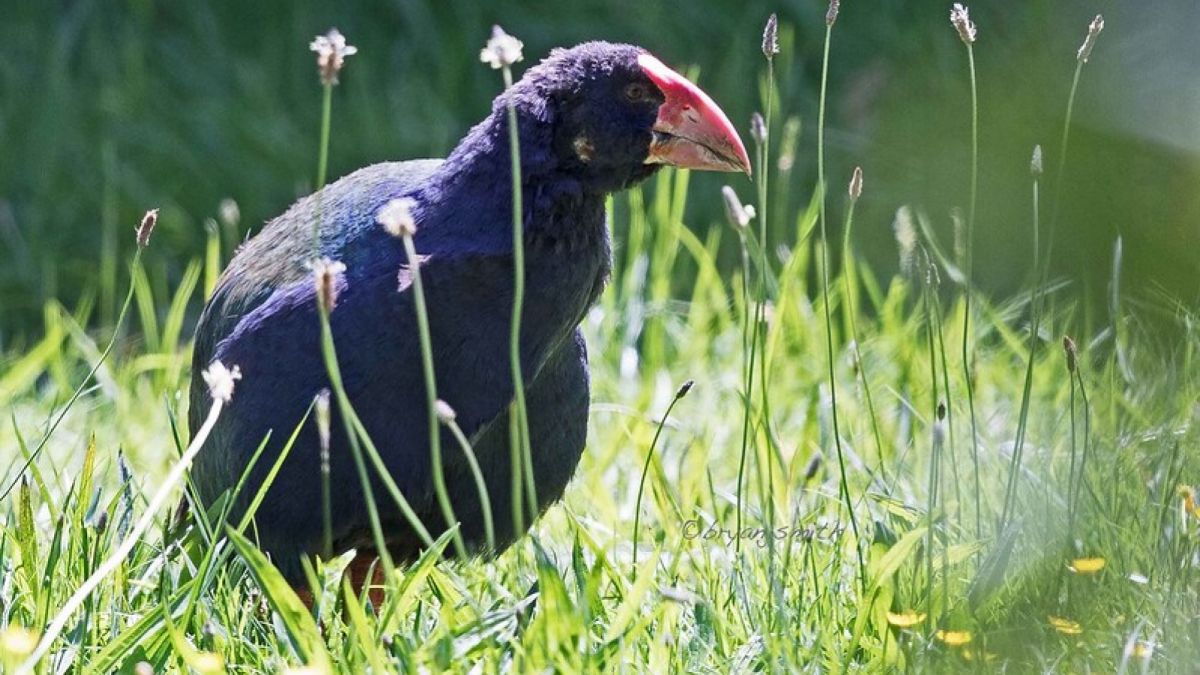 Burung Takahe [Bryan J. Smith/Flickr]