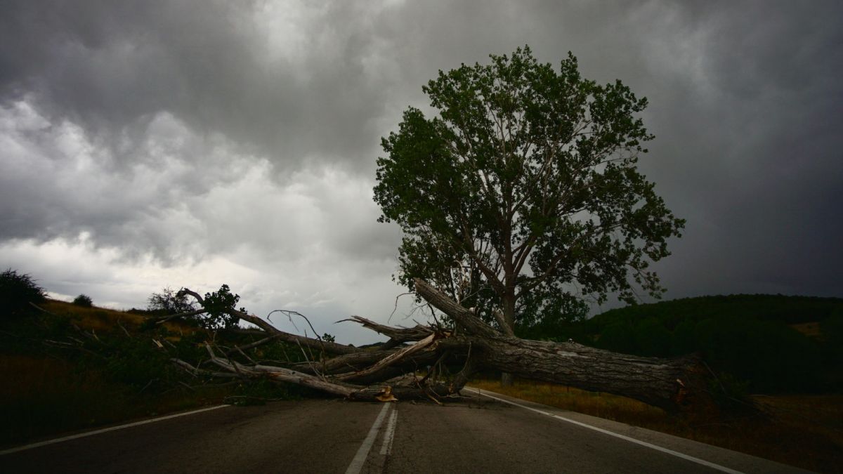 Ilustrasi pohon tumbang [Quick PS / Unsplash]