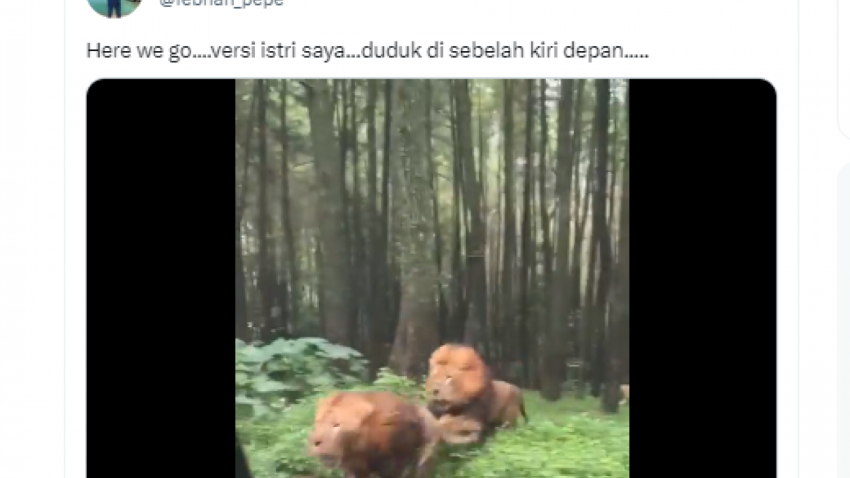 unggahan pemilik mobil saat mobilnya ditabrak singa [Twitter.com]