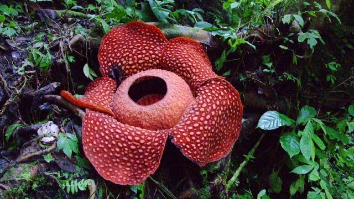 Rafflesia arnoldii [rick Bottom/Flickr]