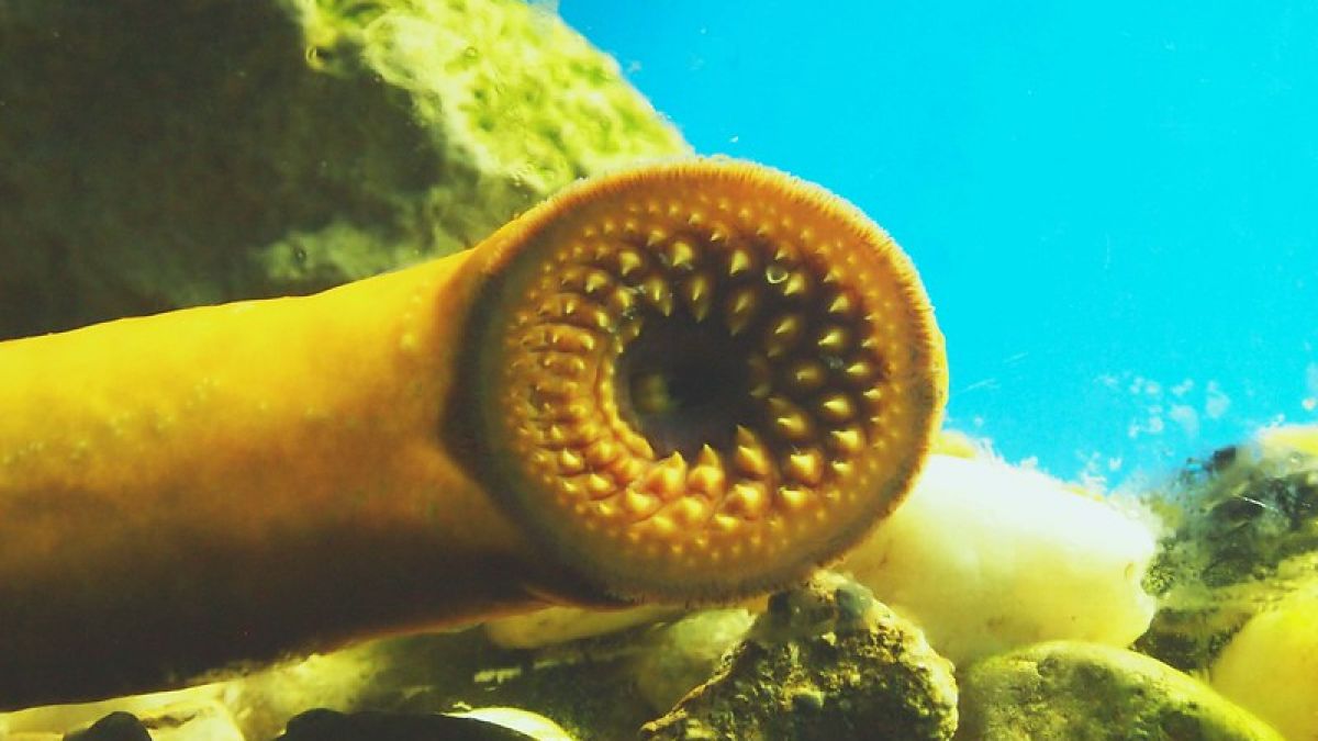 Lamprey [Sydney Stewart/Flickr]