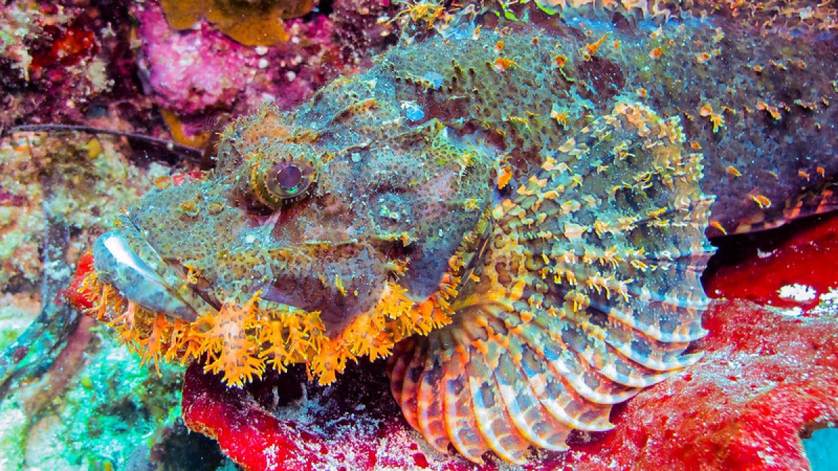 Stonefish [GC Photography Norway/Flickr]
