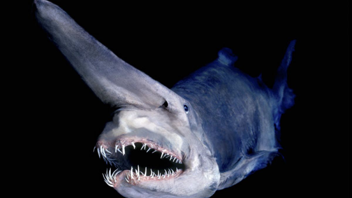 Goblin Shark [Paul Ferguson/Flickr]
