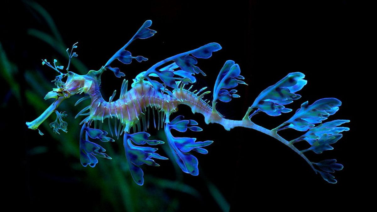 Leafy sea dragon [NaSser Alomairi/Flickr]