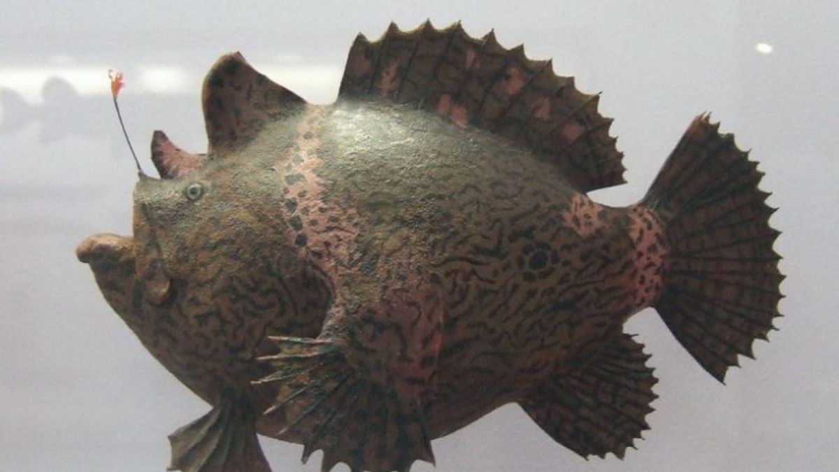 Anglerfish [Lebatihem/Flickr]