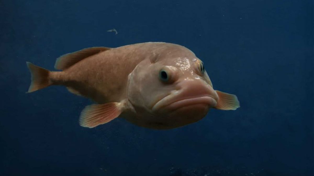 Blopfish [Shutterstock]