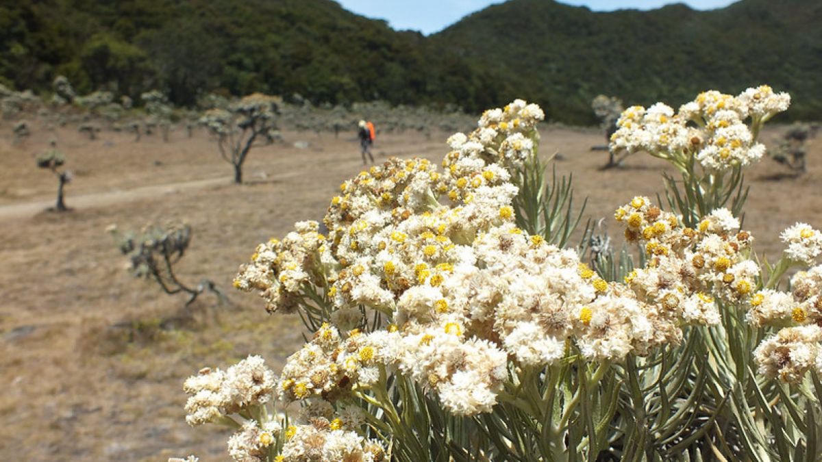 Populasi edelweis jawa [Zazat Zaenal Mutakin/Flickr]