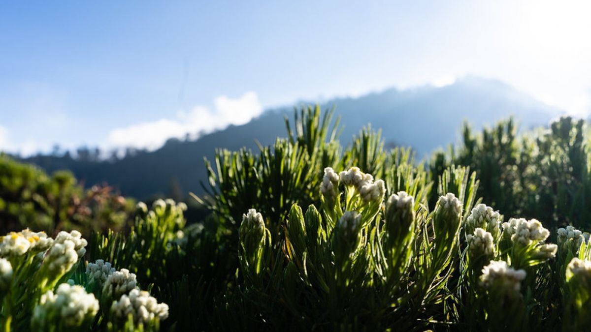 Edelweis jawa yang tumbuh di kaki Gunung Semeru. [AngstyRandi/Flickr]