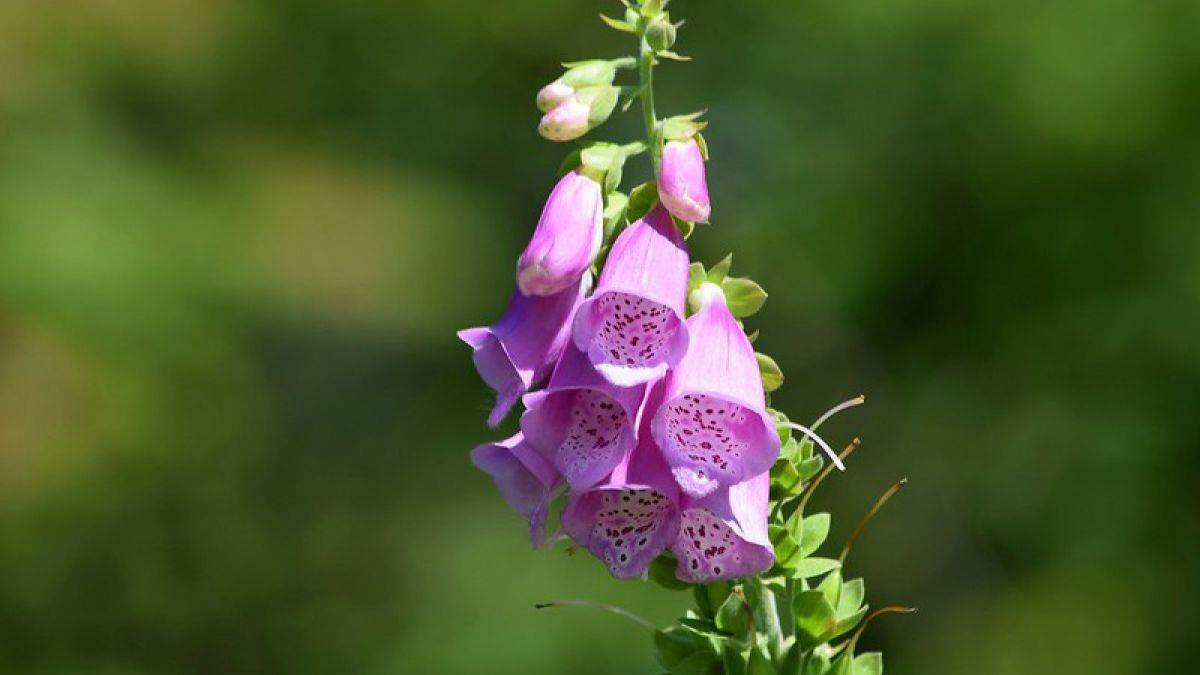 Bunga foxglove. [Carlin/Flickr]
