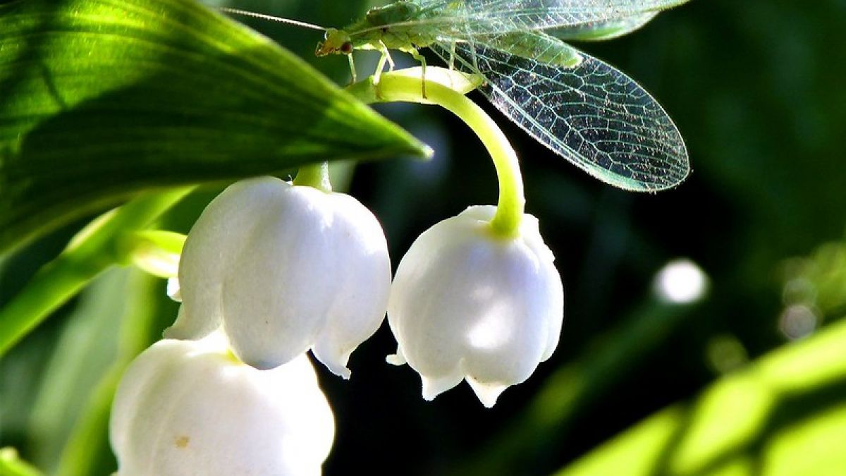 Bunga Lily of The valley. [Yantra/Flickr]