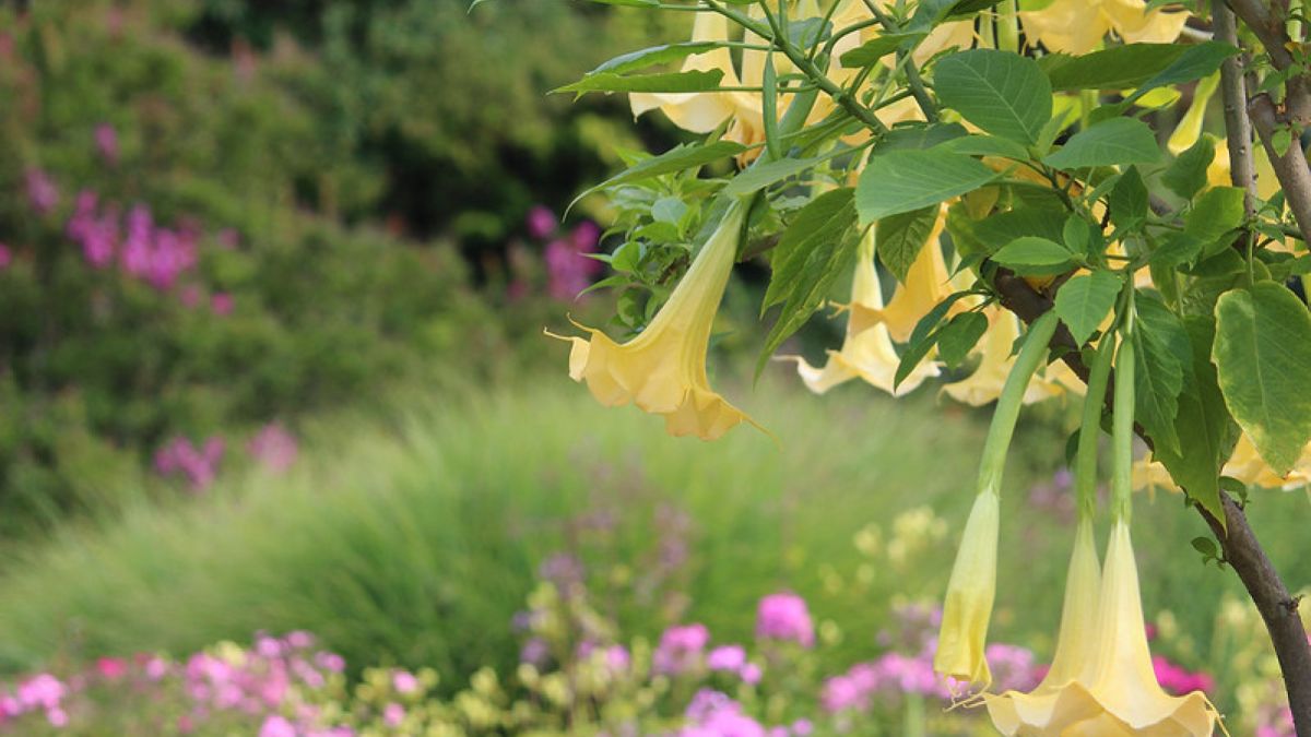 Bunga Angel's Trumpet. [DAVE/Flickr]
