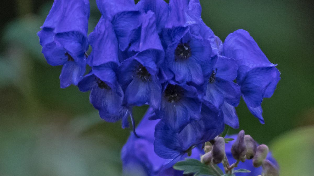 Bunga aconitum. [Nick/Flickr]