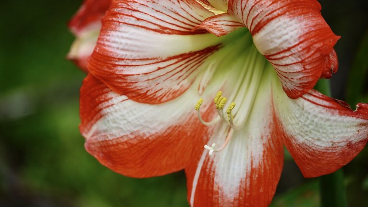 Bunga Belladonna. [Christine Lynch/Flickr]