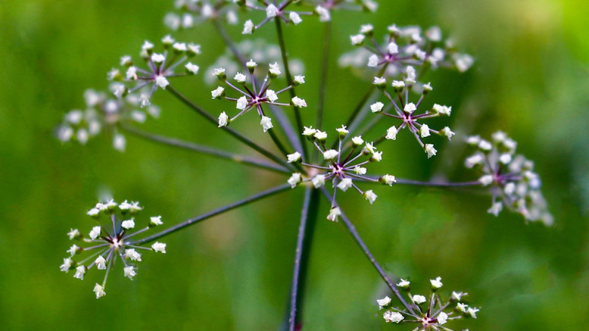 Bunga water hemlock. [Rosie Hill/Flickr]
