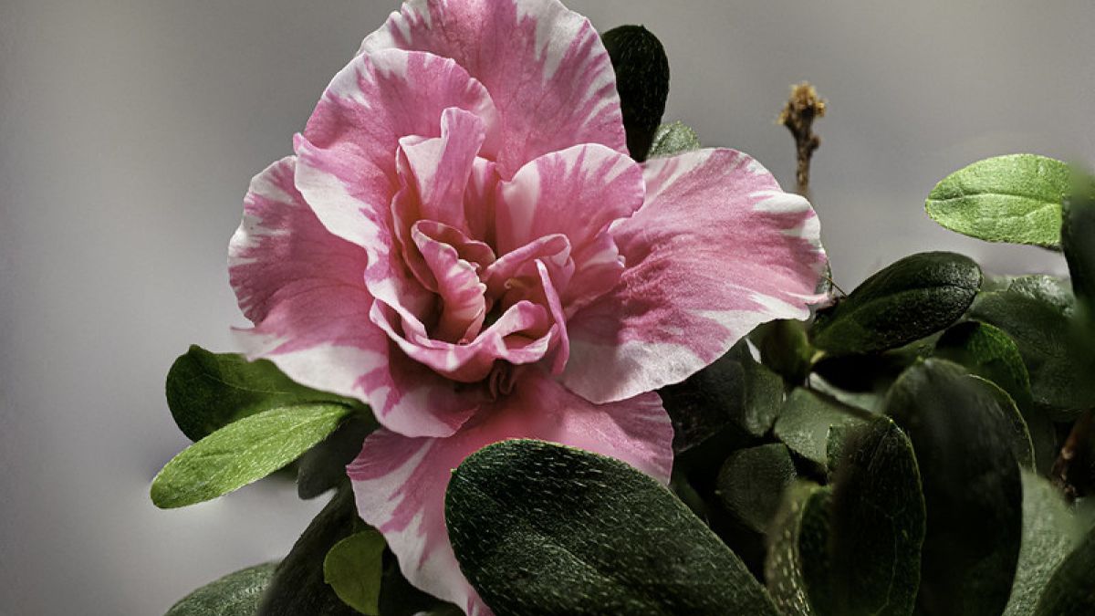 Bunga azalea. [Hilda Vlez Rodrguez/Flickr]