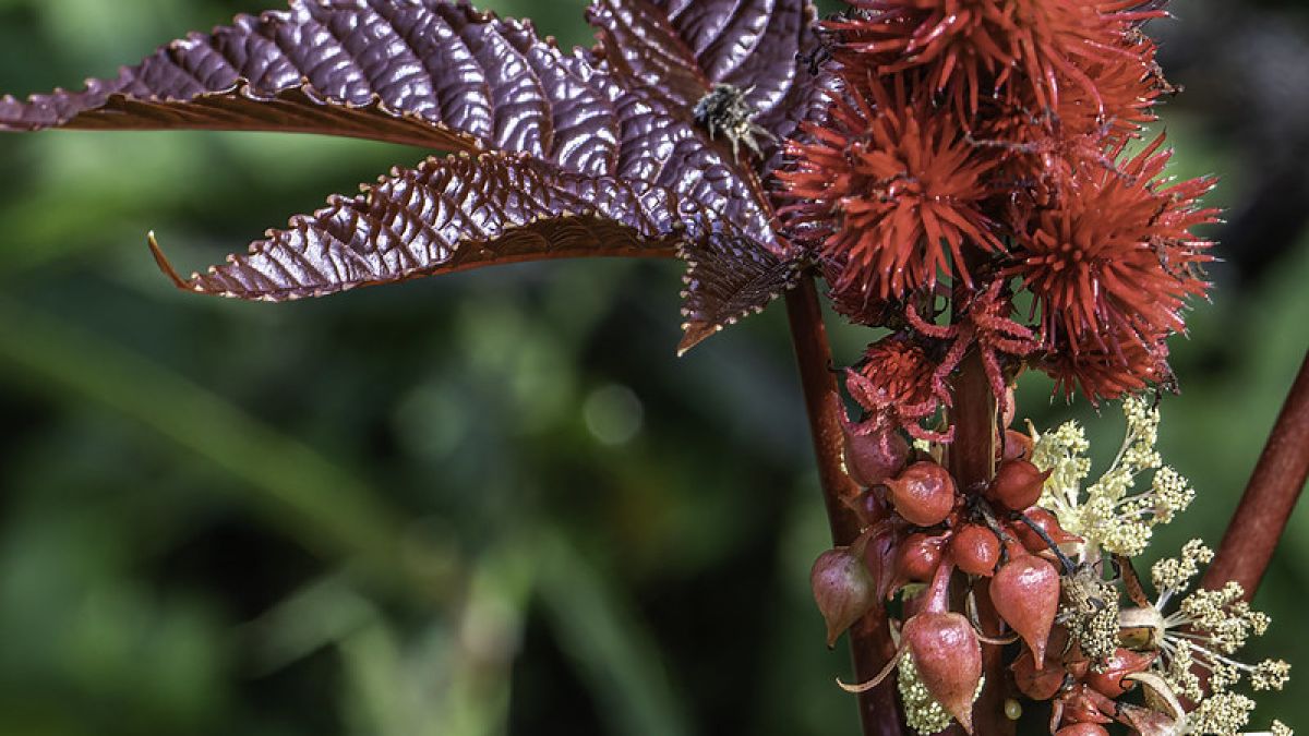 Bunga castor bean. [Roman Olynyk/Flickr]