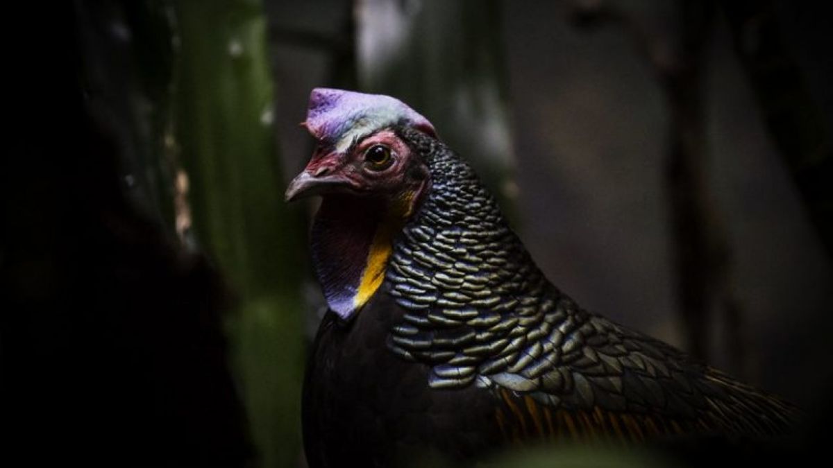 Cucak ijo. [PietervH/Flickr]