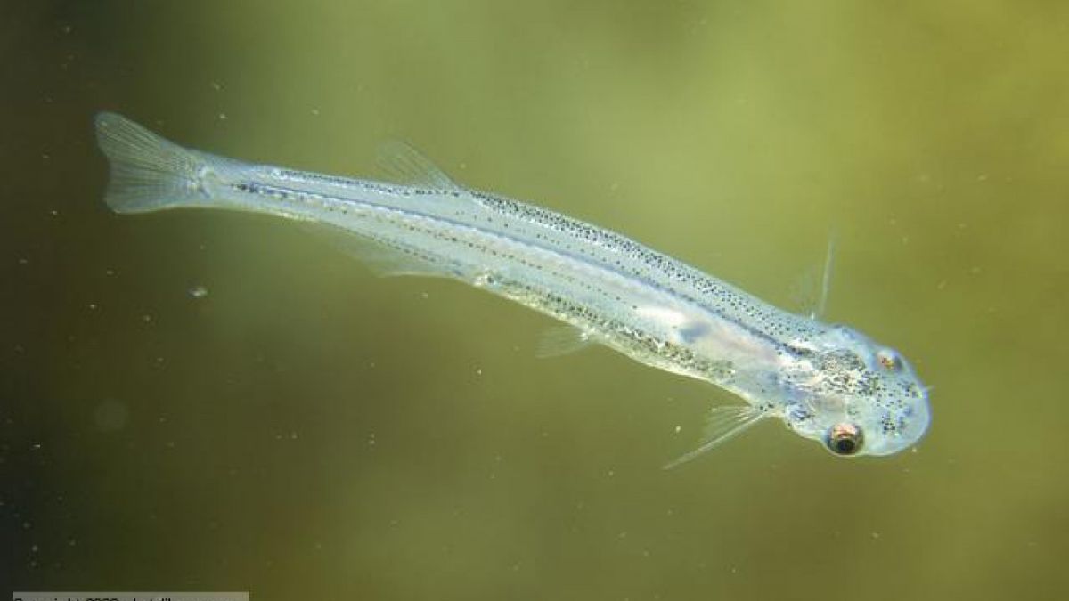 Ikan candiru. [Knowledge Sharing/Flickr]