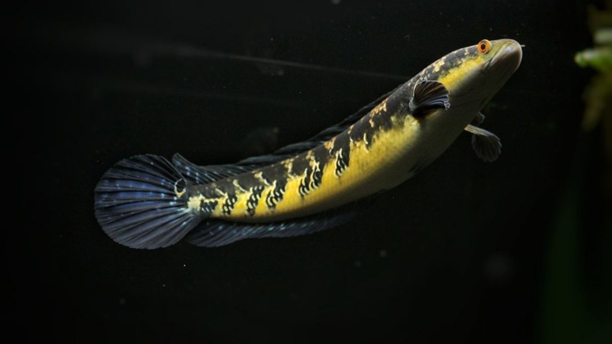 Channa Marulioides [ /Flickr]