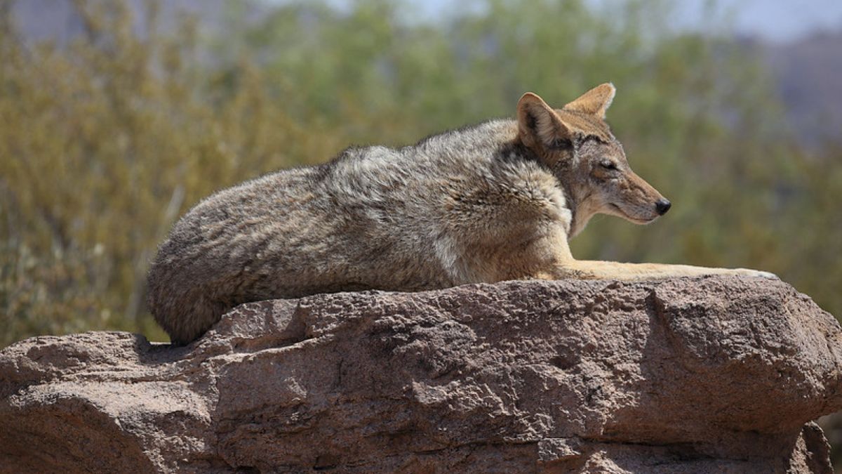 Serigala. [Michael Kemper/Flickr]