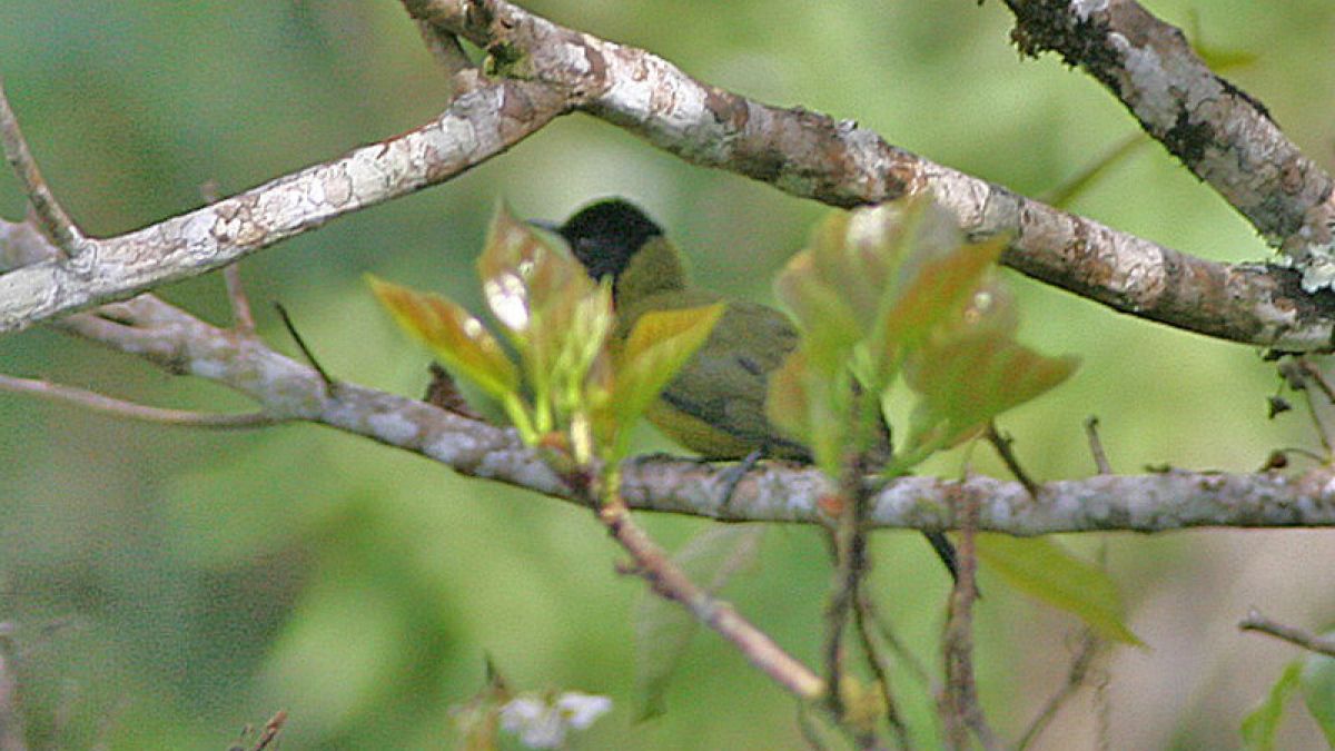 Burung Garugiwa [Ron Knight/Flickr]