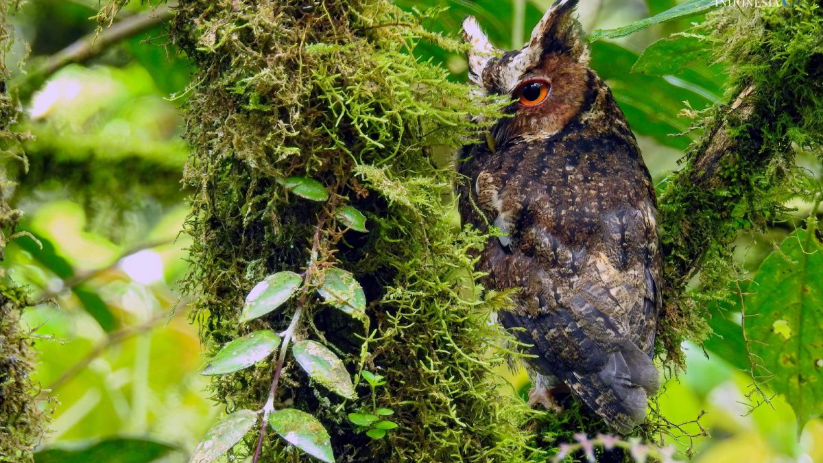 Burung celepuk jawa. [Burung Indonesia]