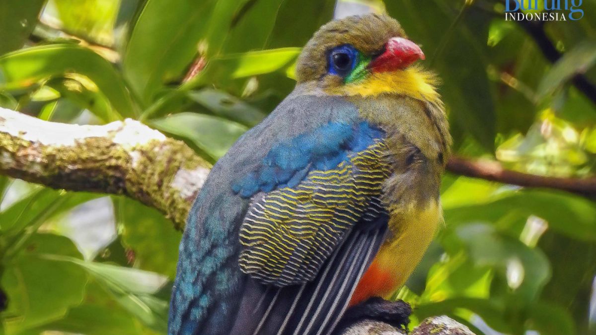 Burung luntur jawa. [Burung Indonesia]