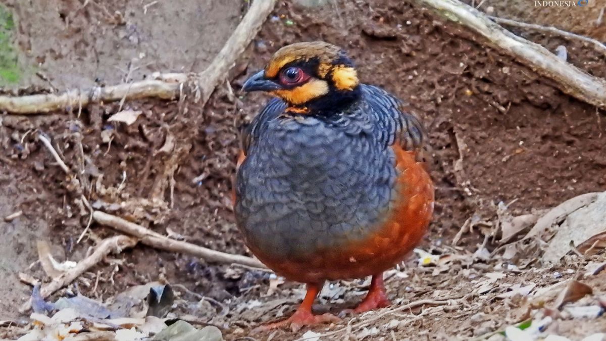 Burung puyuh-gonggong jawa. [Burung Indonesia]
