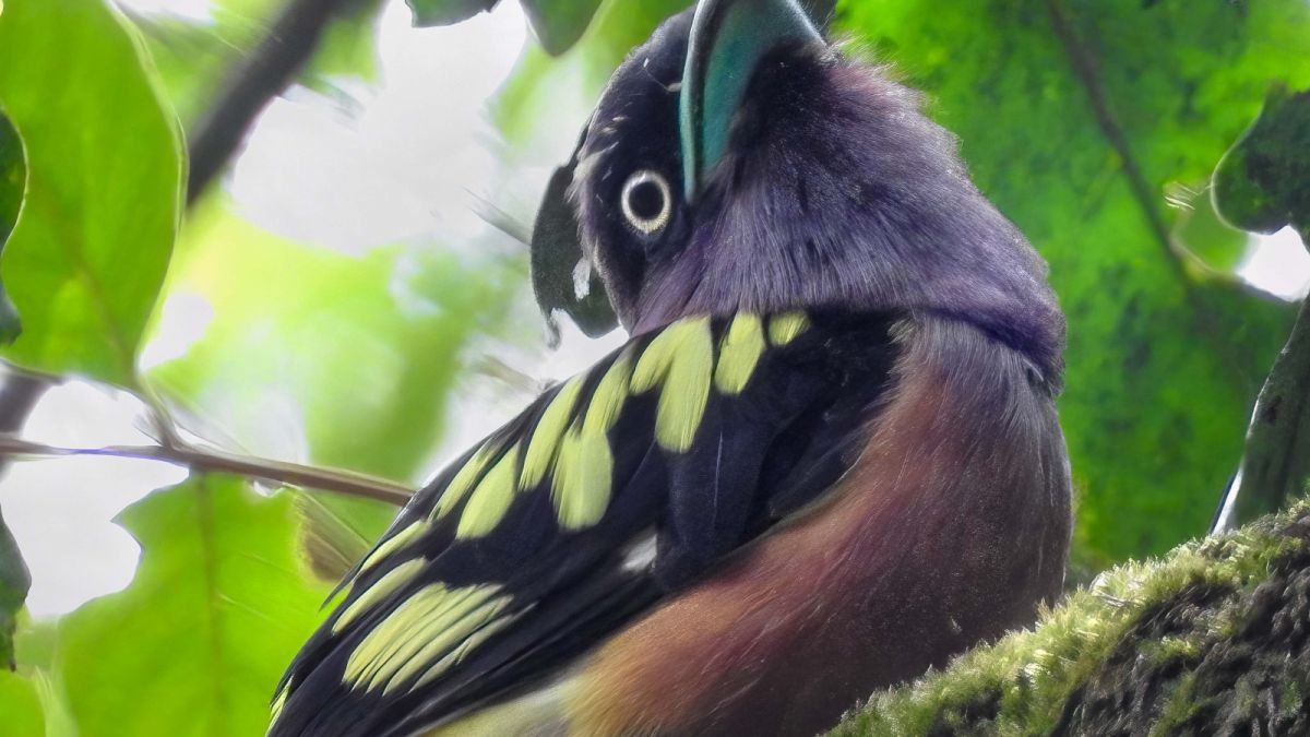 Burung sempur-hujan jawa. [Burung Indonesia]